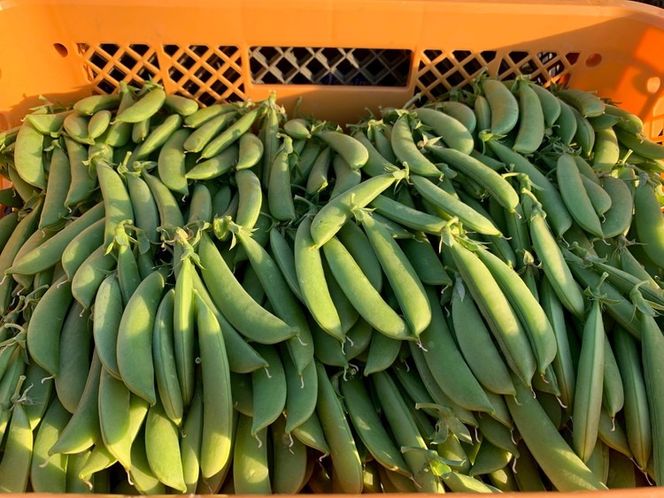 ＜先行予約＞パリ甘！旬のスナップエンドウ1kg 京都 亀岡産 旬 おつまみ 取り寄せ 人気 ※北海道・沖縄・離島への配送不可 ※2026年5月中旬～6月中旬頃に順次発送