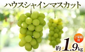 【8月31日（夏休み）までの期間限定価格!!】ご家庭用　シャインマスカット　約1.9kg