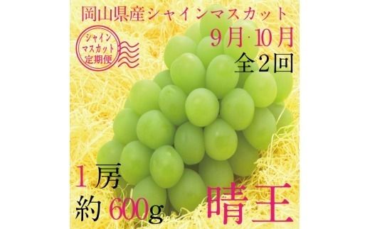 【定期便 全2回】 ぶどう 2026年 先行予約 9月・10月発送 シャインマスカット 晴王 1房 約600g ブドウ 葡萄 岡山県産 国産 フルーツ 果物 ギフト