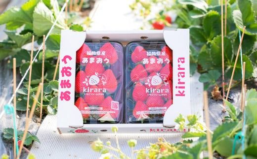 あまおう 約1710g 約285g×6パック いちごファームきらら 冷蔵【ふくおかエコ農産物認証】【2026年2月上旬-3月下旬発送予定】