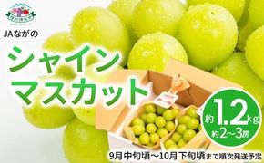 シャインマスカット約1.2kg (約2～3房) 《JAながの》■2025年発送■※9月中旬頃～10月下旬頃まで順次発送予定