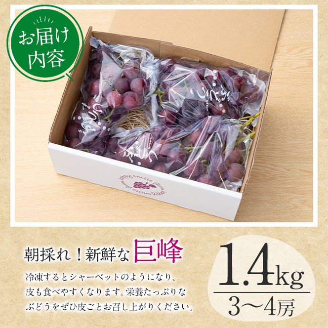 ＜先行予約受付中！2026年8月中旬以降順次発送予定＞鹿児島県産 巨峰(約1.4kg・3～4房) 国産 ぶどう ブドウ 葡萄 果物 フルーツ セット 期間限定 数量限定【落合ぶどう園】akn025-01