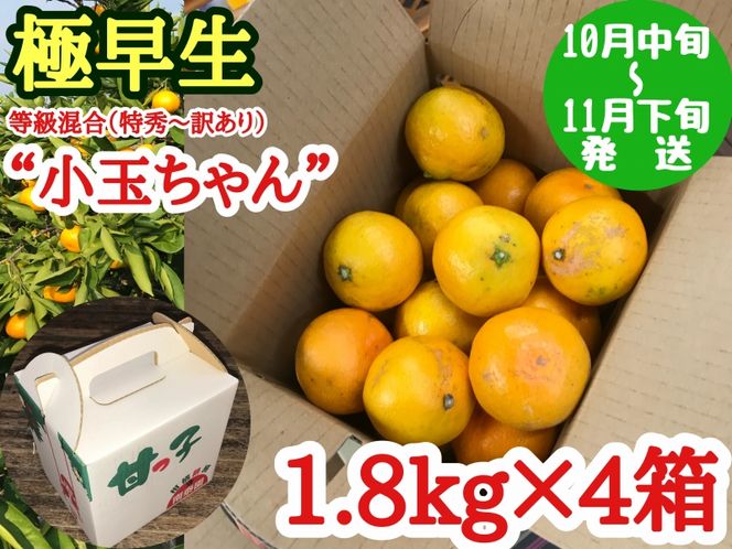 【極早生・有田みかん】小玉ちゃん 約7.2kg (約1.8kg×4箱) (等級混合・2S～4Sサイズ混合)_ZF6016n
