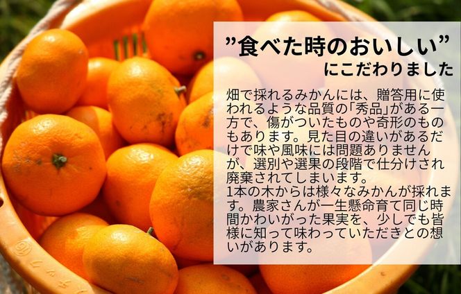 みかん 春待ち 越冬みかん 箱込7.5kg(内容量6.8kg) 等級／サイズミックス 和歌山県産 産地直送 AX432