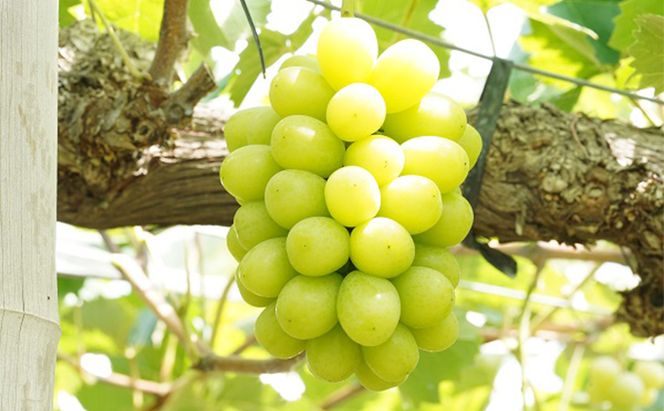 厳選 シャインマスカット 2房 合計1.1kg以上 産地直送 朝採れ ぶどう 葡萄 Kawahara Green Farm 岡山県産 2026年 果物 フルーツ 果汁たっぷり ジューシー 種なし 