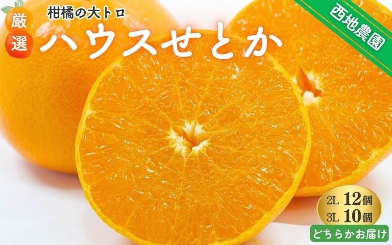 [先行予約]2L 12個/3L 10個 西地農園のハウスせとか[2025年2月中旬より順次発送] / 手選別 せとか ハウスせとか 2L 3L みかん ミカン 蜜柑 柑橘 果物 くだもの フルーツ 産地直送[mnd003A]