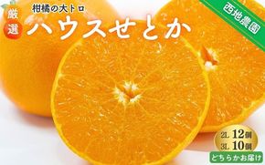 【先行予約】2L 12個/3L 10個 西地農園のハウスせとか【2025年2月中旬より順次発送】 / 手選別 せとか ハウスせとか 2L 3L みかん ミカン 蜜柑 柑橘 果物 くだもの フルーツ 産地直送【mnd003A】