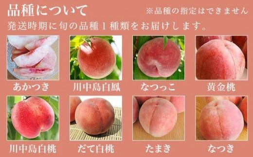 季節の桃 約2kg 約3kg 約5kg 選べる内容量 ［ おぶせファーマーズ ］桃 もも モモ ピーチ フルーツ 果物 たまき なつき あかつき 川中島白鳳 なつっこ 川中島白桃 黄金桃 だて白桃 先行予約 長野県産 信州産 クール便 冷蔵便 お取り寄せ 産地直送 数量限定 産地 直送 先行予約 2025 令和7年産【2025年7月中旬～9月中旬発送】
