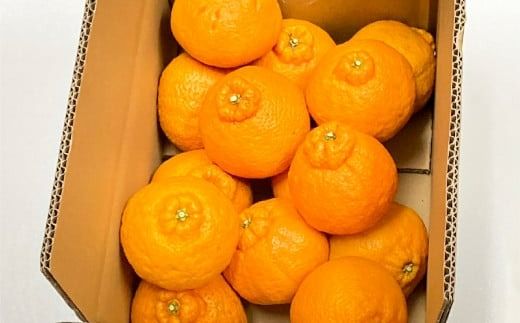 【先行予約】【家庭用】不知火 10kg ※離島への配送不可 （2026年2月10日より順次発送） IKTA036