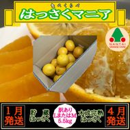 1・4月発送 全2回 定期便 はっさく マニア 貯蔵 ＆ 木成完熟 訳あり傷多め L または M 5.5kg 茶箱 和歌山 有田 南泰園  BS186