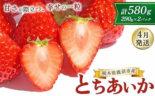 [4月発送]鹿沼市産 とちあいか(290g×2パック)| いちご イチゴ 苺 栃木県 果物 くだもの フルーツ とちあいか 新鮮 贈答 ギフト ※北海道・沖縄・離島への配送不可 ※2026年4月上旬頃に順次発送予定