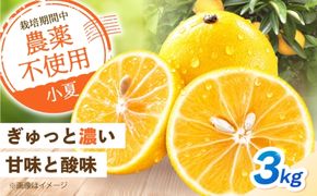 自然栽培小夏 3kg / 柑橘 自然 無農薬 土佐市 【有限会社四万十くじら】 [BQBR016]