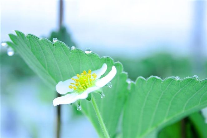 【完熟クラフト苺BERRY】有名シェフ御用達【樹上完熟紅ほっぺ】約500g（出荷2026年12月上旬～2027年5月下旬）【yuji0005】