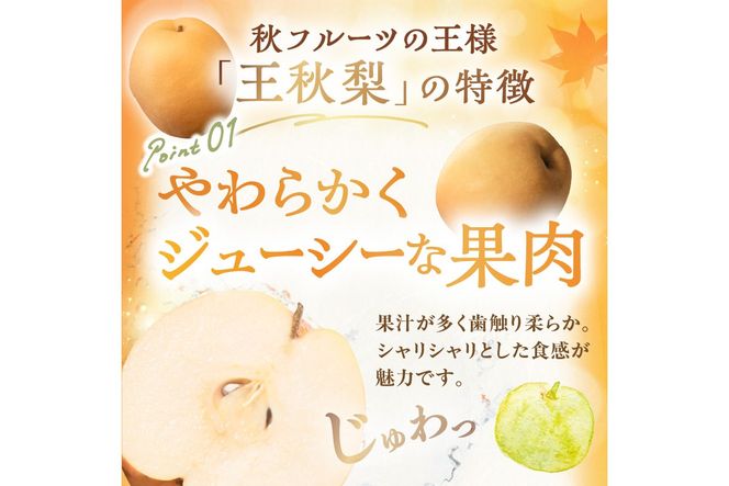【先行予約／数量限定200】農家直送 秋の王様 「王秋」5kg（概ね7玉～12玉）（2026年11月上旬～発送）　DE00169