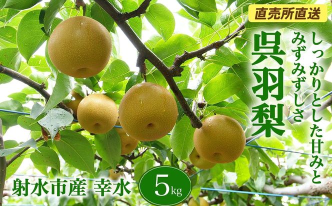 【射水のおいしい果実】【梨】直売所直送　野開梨園の“呉羽梨”　幸水5kg（14～16個／箱）※2026年8月～発送