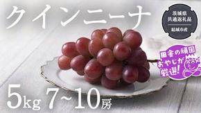 クインニーナ 5kg（7〜10房）【2026年9月より発送開始】（茨城県共通返礼品 [ぶどう]：結城市産） ぶどう ブドウ 葡萄 果物 フルーツ 茨城県産 [BI424-NT]