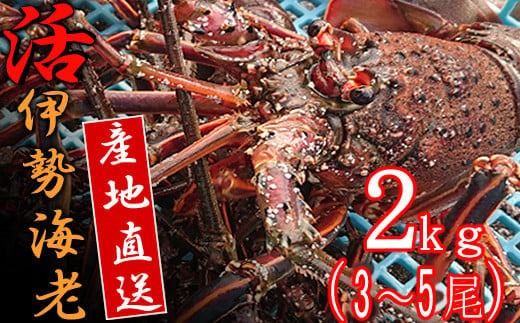 【捌き方レシピ・軍手付き】活きイセエビ漁師直送！！２kg以上（3～5尾、4～5人前） 伊勢海老 えび 産地直送 高知県 室戸市 えび 海老 エビ パーティー 正月 刺身 エビフライ