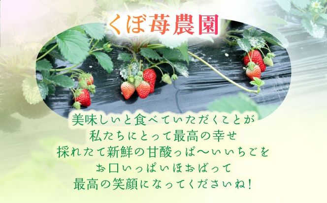 朝摘み 愛知県産 完熟紅ほっぺ 約250g×4パック いちご 紅ほっぺ 完熟 愛西市/くぼ苺農園[AECJ001]