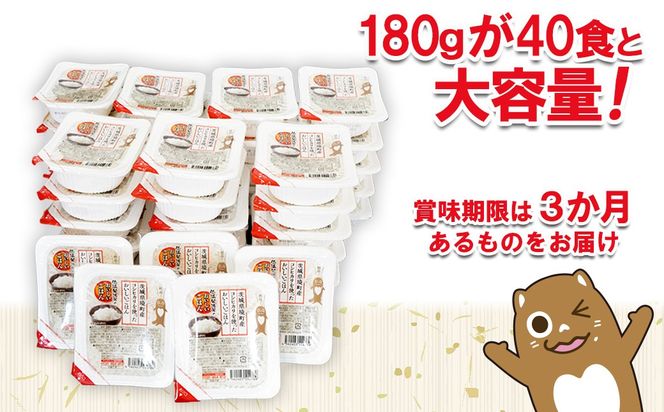茨城県境町産コシヒカリ使用 低温製法米 おいしいごはん(パックごはん) 180g×40食(1箱) K1464