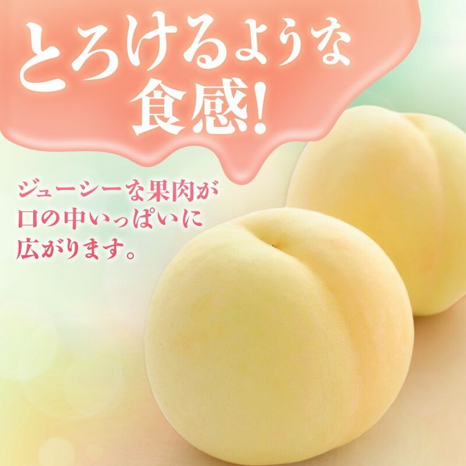 【2026年先行受付】 白桃 岡山 秀品 大玉 約4kg(8～15玉) 岡山県産 桃 もも モモ 御中元 ギフト 御礼 プレゼント 御礼 御祝 御供 果物 くだもの フルーツ