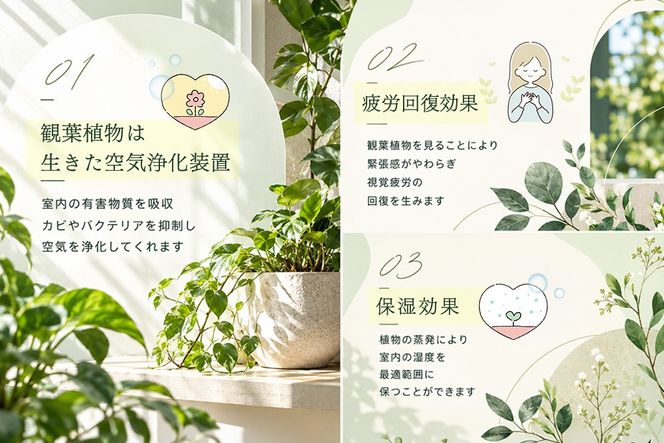 オリジナルアレンジ観葉植物　Sサイズ【寄せ植え インテリア リビング 室内 グリーン 植物 癒し リフレッシュ】 (H086109)