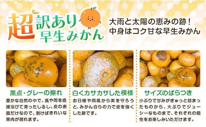 みかん 超訳あり早生みかん 約5kg 約10kg  《12月上旬-2月上旬頃出荷》 和歌山県 日高川町 みかん ミカン 早生みかん 蜜柑 柑橘 訳あり 果物 くだもの フルーツ 青果物---wshg_dsk98_12j2j_26_7000_5---