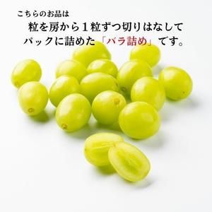 【先行予約】シャインマスカット 粒 バラ詰め 約1kg＜出荷時期：2026年10月上旬～10月中旬ごろ＞【数量限定 期間限定 果物 果物類 フルーツ ぶどう ブドウ 葡萄 マスカット 秋田 にかほ】