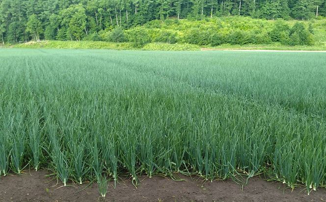 【2026年先行受付】富良野産 黄色 玉ねぎ 約20kg（約75～80玉） M～2Lサイズ　野菜 新鮮 直送 黄玉ねぎ 玉葱 玉ネギ 道産 北海道 富良野市 ふらの 幕田農園