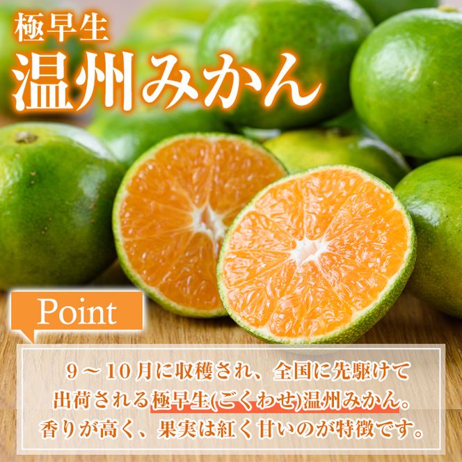 ＜先行予約受付中！2026年9月以降順次発送予定＞ 極早生 温州みかん (10kg) 国産 鹿児島県産 蜜柑 ミカン 柑橘 果物 果実 フルーツ 極早生みかん 温州みかん 青切りみかん 期間限定 数量限定 【鹿児島いずみ農業協同組合】 akn018-07