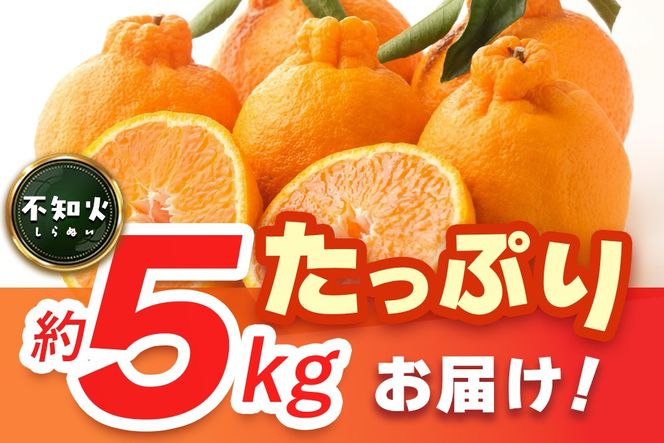 2027年1月中旬より発送開始】不知火(デコポン) 約5kg【みかん 柑橘
