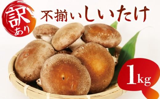 訳あり 不揃い 生しいたけ 1kg 生 しいたけ シイタケ 椎茸 大ぶり 食べ応え 厚い 肉厚 うまみ 栽培期間中 農薬不使用