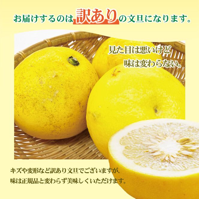 【訳あり】土佐文旦（ぶんたん）家庭用（M～５Ｌ）約１０ｋｇ  約10～30玉