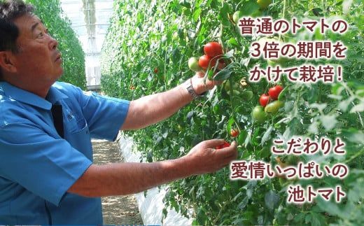 【先行予約】濃厚フルーツトマト 1kg 〈2027年1月〜発送〉 / Aランク 糖度8度以上 期間限定 フルーツトマト ふるーつとまと とまと トマト 甘い 濃厚 美味しい 箱入り 贈答 野菜 料理 高知県 土佐市【池トマト】[BQAG009]