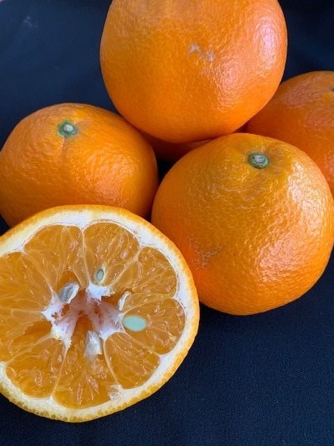 いよかん 赤秀品 5kg（L、2L/サイズ指定不可） CC30