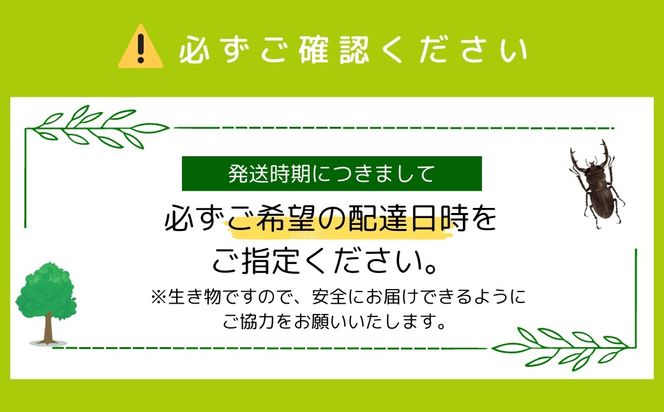 【2026年発送分先行予約】 オオクワガタペア 飼育 セット 65mm～79mm クワガタ 自由研究 昆虫 成虫 生体 虫 飼育 夏休み 観察 自然 学習 プレゼント 贈答 人気 福島県 田村市 ムシムシランド