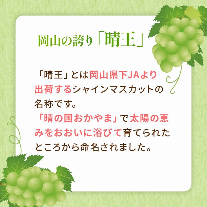 ぶどう 2026年 先行予約 ご家庭用 シャイン マスカット 晴王 約500g×2房 ブドウ 葡萄  岡山県産 国産 フルーツ 果物 太陽 美しい 外観 大粒 高糖度 種なし 皮ごと 弾力 食感 美味しい