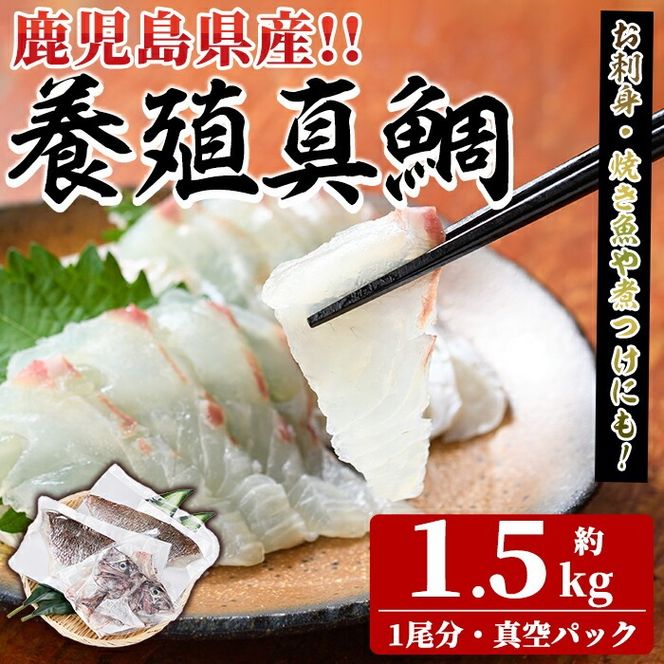 鮮度抜群！養殖真鯛(1尾分・約1.5kg) 鯛 真鯛 魚貝 魚介 海産物 刺身 焼き魚 煮つけ 真空パック【さるがく水産】akn028-08