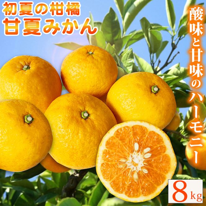 【ご家庭用訳あり】紀州有田産 すっきり爽やか 甘夏みかん 8kg  ※2027年3月中旬頃〜2027年3月下旬頃に順次発送予定 / 甘夏 あまなつ みかん ミカン 蜜柑 温州みかん 柑橘 フルーツ 果物 くだもの 和歌山【uot847】