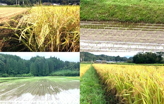 【令和8年産】えびの産 ヒノヒカリ やまのおこめ 5kg 白米 お米 米 国産 宮崎県 九州 ひのひかり 送料無料 おにぎり こめ コメ