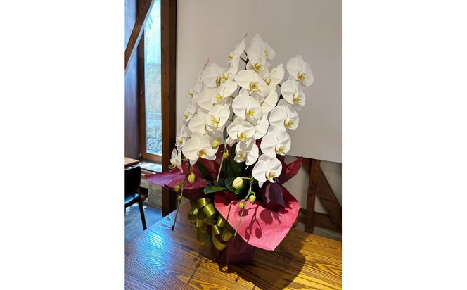 品質抜群　胡蝶蘭3本立て 372013_KN003