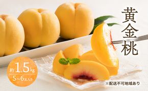 桃 2026年 先行予約 黄金桃 1.5kg 5～6玉 もも モモ 岡山 国産 フルーツ 果物 ギフト 桃茂実苑