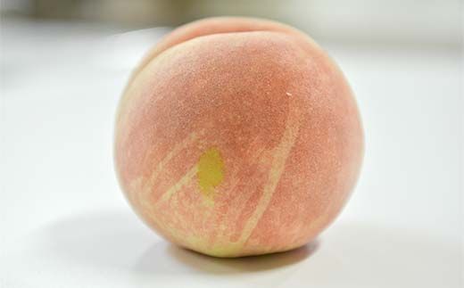 FYN6-208 ≪2026年先行予約≫ご家庭用 山形県産 おまかせ 白桃 約5kg(12～20玉) 2026年8月上旬から順次発送 夏果実 果実 果物 くだもの フルーツ 桃 もも ピーチ 家庭用 自宅用 訳あり 農業者 農家 支援品 産地直送 山形県 西川町 月山