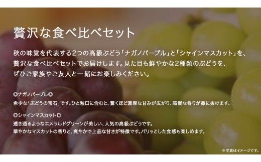【 桐箱入り 】 ナガノパープル と シャインマスカット (各１房)【2026年8月上旬発送開始】(茨城県共通返礼品：大子町) ぶどう 葡萄 マスカット フルーツ 果物 贈答用 ギフト 贈り物