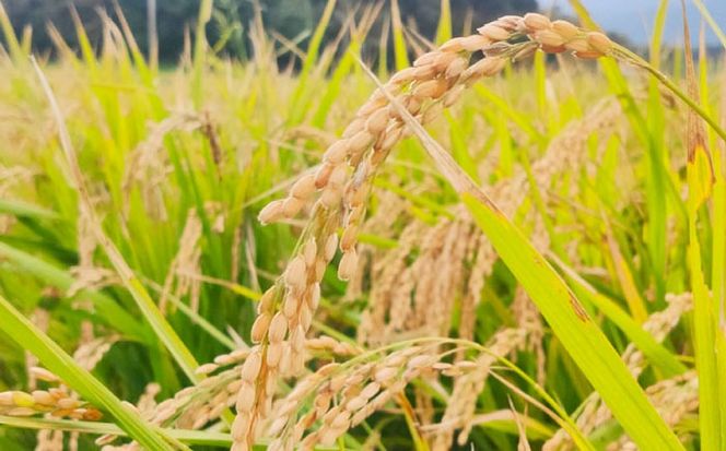 福岡県 糸島市産 白米　ヒノヒカリ　5kg 糸島市 / 谷川農園 コメ 米 ひのひかり[AVQ006]