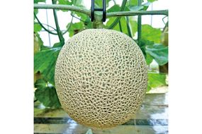 【数量限定】京都丹後産 セリーヌメロン 1玉入り（2026年7月～発送） 国産 旬 アールスメロン めろん ふるさと 納税 メロン 青肉 ふるさと 納税 期間限定 ふるさと 納税 フルーツ くだもの 果物　AM00716