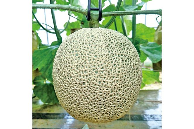 【数量限定】京都丹後産 セリーヌメロン 1玉入り（2026年7月～発送） 国産 旬 アールスメロン めろん ふるさと 納税 メロン 青肉 ふるさと 納税 期間限定 ふるさと 納税 フルーツ くだもの 果物　AM00716