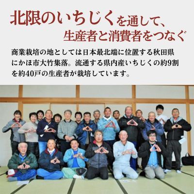 期間限定 加工用 生いちじく 6kg（2kg×3) 秋田県にかほ市産 北限のいちじく ブルンスウィッグ