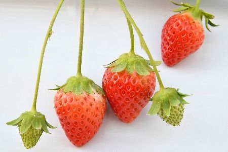 【R8年1月より発送 農家直送】【農家直送】さがほのか220g×4パック【いちご 苺 イチゴ 果物 フルーツ スイーツ デザート ふるさと納税】(H117102)