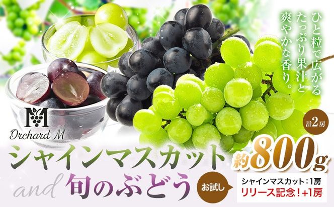 〈プラスワン企画実施中〉 シャインマスカット マスカット1房＋1 Orchard M《8月中旬-10月上旬頃出荷》熊本県 長洲町 シャインマスカット ぶどう マスカット 果物 フルーツ スイーツ デザート---sn_coms1_g810_r8_9500_800g---