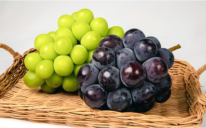 ぶどう 2026年 先行予約 果物 詰合せ ニュー ピオーネ 1房480g以上 シャイン マスカット 晴王 1房 480g以上 化粧箱入り 岡山県産 国産 フルーツ 果物 ギフト 贈答品 フルーツ詰め合わせ 食べ比べ [№5735-1459]